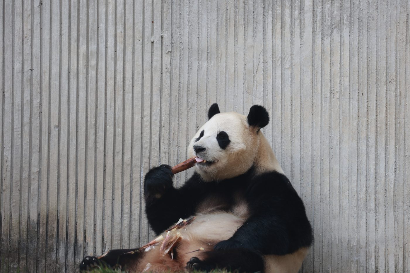 圆滚滚福墩墩