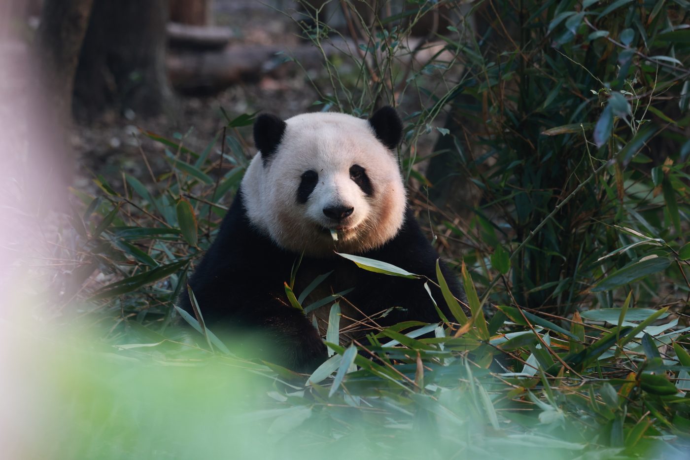 阳光下的福宝