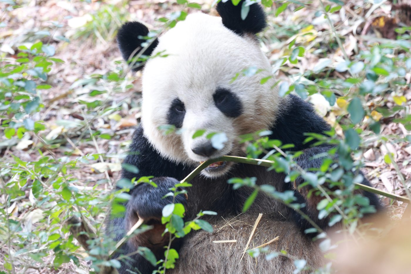 福宝嬉戏瞬间